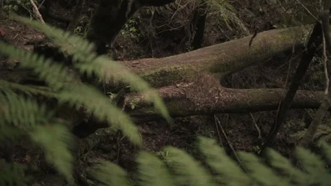 Fallen Mossy Tree in Mountain Forest - Pan left Tilt down Rotate Stock Footage 145886993
