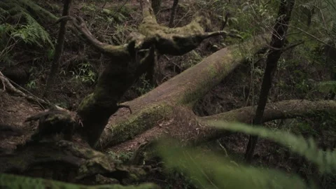 Fallen Mossy Tree in Mountain Forest - Crane up Reveal Stock Footage 145887163