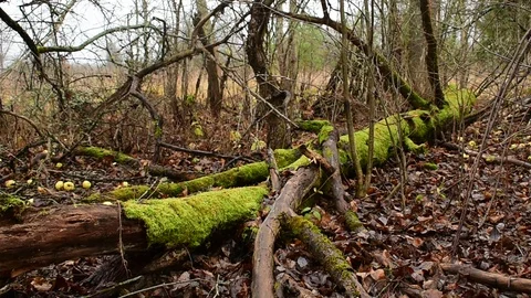 Fallen mossy tree in the old garden Stock Footage 119216530