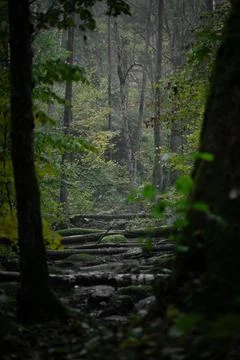 Fallen Mossy Trees Blocking a Narrow Forest Trail in Deep Woods Stock Photos