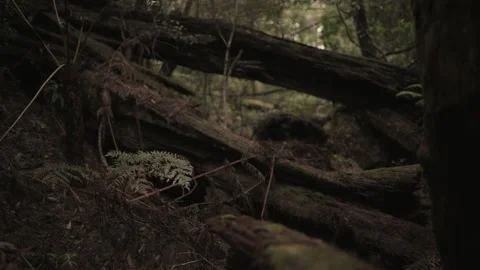 Fallen Mossy Trees in Mountain Forest Stock Footage 145886987