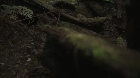 Fallen Mossy Trees in Mountain Forest - Crane up Pan left Stock Footage 145887296