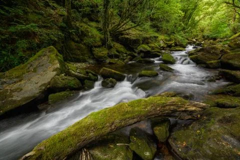 Fallen Mossy Trunk next to a Stream Stock Photos