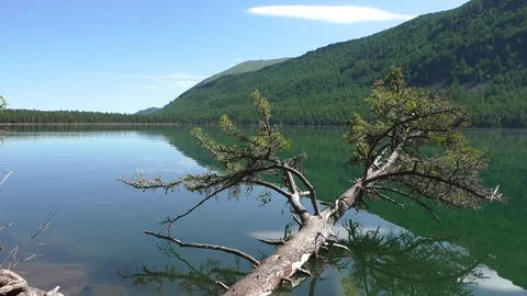 Fallen into a mountain lake tree Vídeos de archivo 108271072