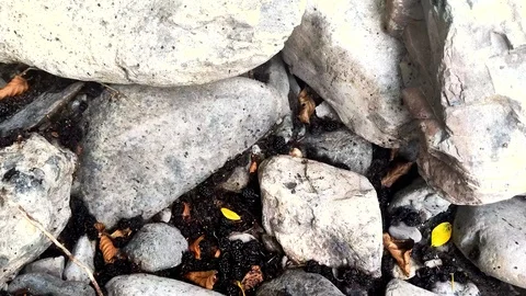 Fallen mulberries under a tree on a stone Stock Footage 111432496