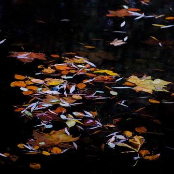 Fallen multi-colored leaves floating on dark woodland water Foto stock