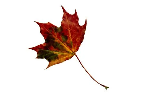 Fallen multicolored maple leaf on a white background Foto stock
