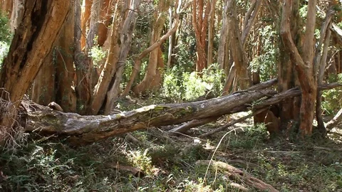 Fallen myrtle trunk in the middle of a forest Stock Footage 128476653