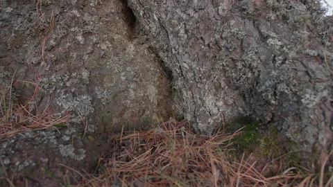 Fallen needles and Altai pine roots Stock Footage 167484341