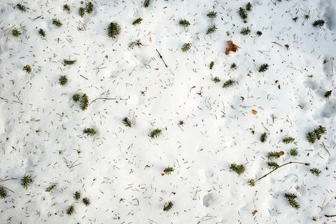 Fallen needles from the Christmas tree lie on the snow, background, texture Stock Illustration