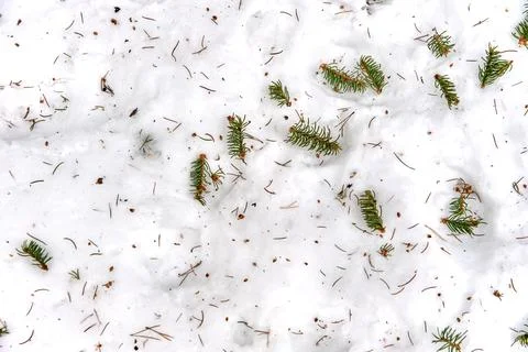 Fallen needles from the Christmas tree lie on the snow, background, texture Stock Illustration