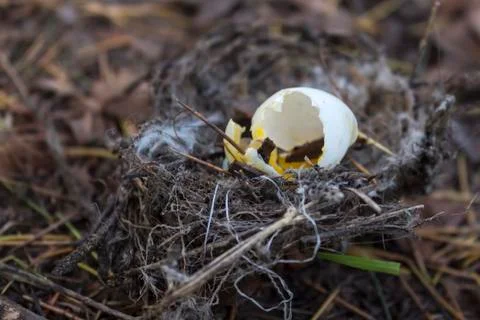 Fallen nest with cracked open egg Stock Photos