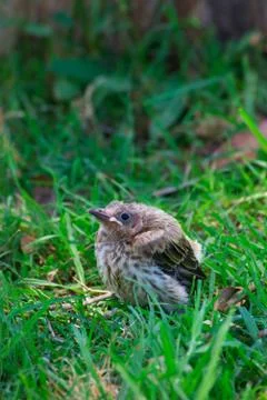 Fallen from nest Stock Photos