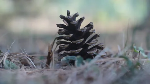 Fallen Nut On Ground With Blurred Background Video stock 315054371
