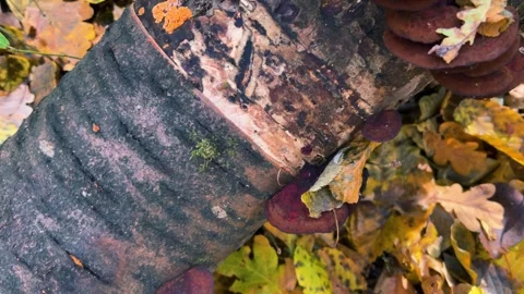 Fallen oak and maple leaves, a log with Daedaleopsis tricolor fungi  Stock Footage 321157079