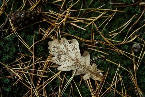 Fallen oak leaf and pine needles on dark green moss, autumn forest backround Stock Photos
