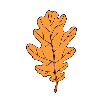 Fallen oak leaf in cartoon style. Vector illustration isolated on white Ilustración de archivo
