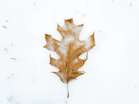 Fallen oak leaf covered with melting snow on freshly fallen snow. Isolated ob 写真素材