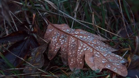 Fallen oak leaf with dew closeup Stock Photos