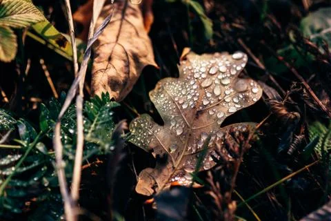 Fallen oak leaf with drops Stock Photos
