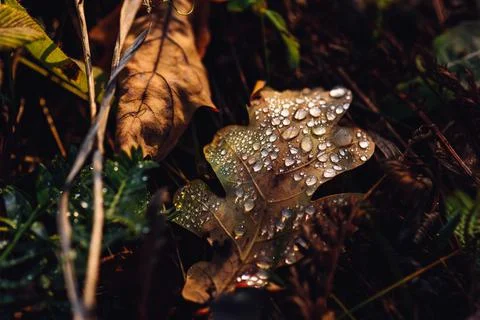 Fallen oak leaf with drops Stock Photos