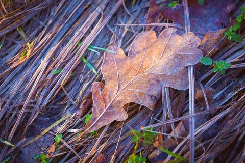 Fallen oak leaf on grass Stock Photos