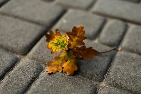 Fallen oak leaf on pavement Foto stock