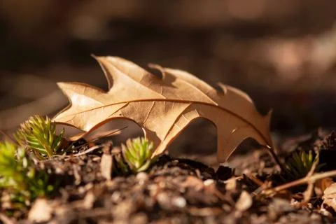 Fallen Oak Leaf Foto stock