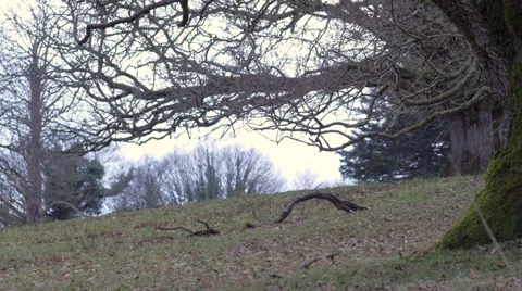 Fallen Oak Leaves Caught by the Wind Stock Footage 49562308