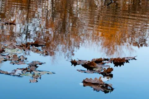 Fallen oak leaves float along the blue surface of the river Foto stock