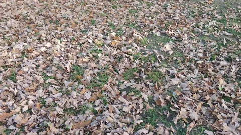 Fallen oak leaves. Stock Footage 208289410