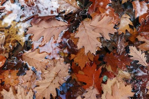 Fallen oak leaves Stock Photos