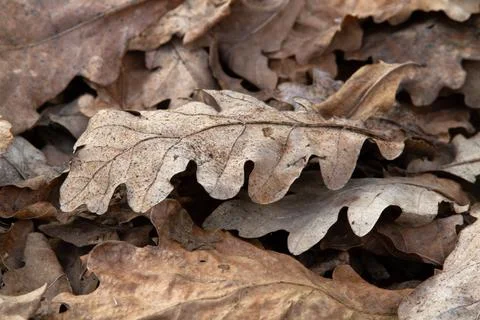 Fallen oak leaves Stock Photos