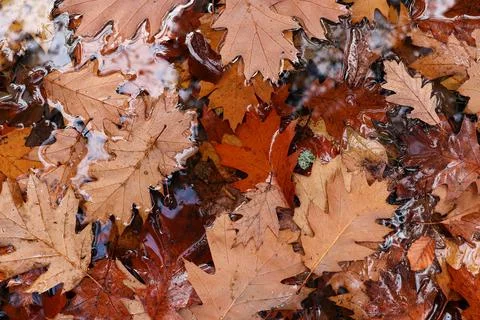 Fallen oak leaves Stock Photos