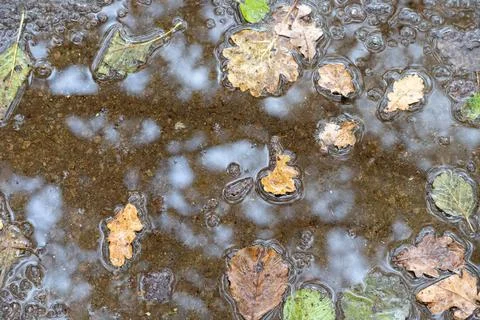 Fallen oak leaves trapped in a thin layer of ice over a muddy puddle on the.. Stock Photos