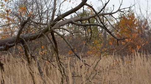 Fallen oak tree in the autumn forest. Stock Footage 120187392