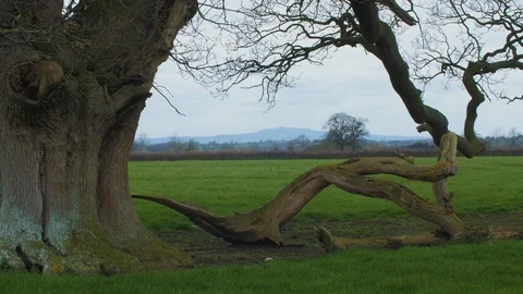 Fallen Oak Tree Branch In Field Stock Footage 88110749