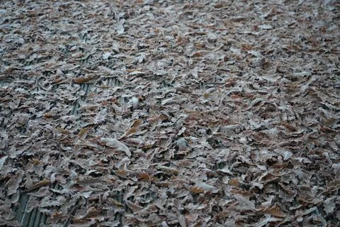 Fallen Oak Tree Leaves in Frost Stock Photos
