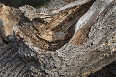 Fallen oak tree left to decay and rot Foto stock
