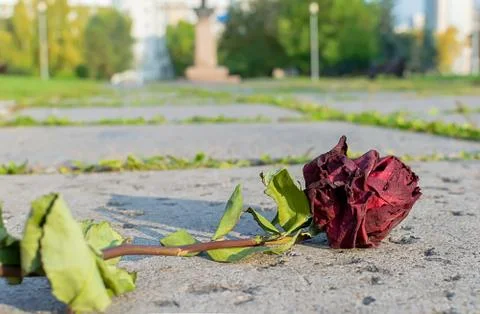 A fallen old, broken red rose lies on the cobblestone walkway in the city Park Stock Photos