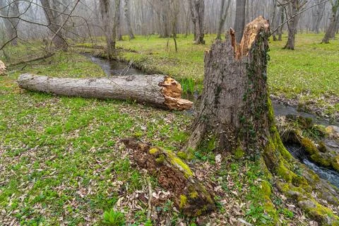 A fallen old broken tree after a hurricane in the forest Stock Photos