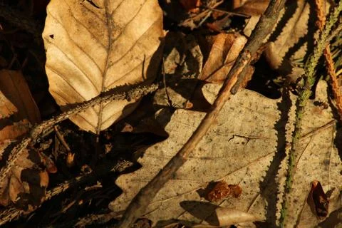 Fallen old  leaves Stock Photos