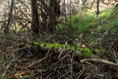 Fallen old tree with branches overgrown with moss Stock Photos