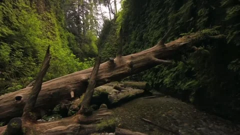 Fallen old tree in the forest of Borneo Video stock 274321871