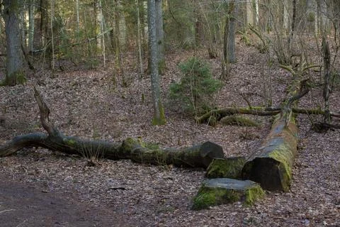Fallen Old Tree in a Forest Stock Photos