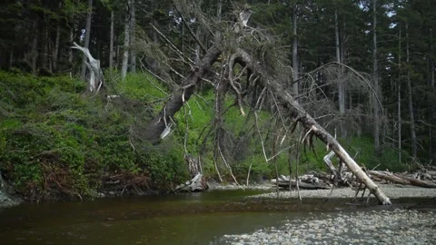 Fallen old tree, small river flows from dense forest in Olympic NP, Washingto Stock Footage 253896284