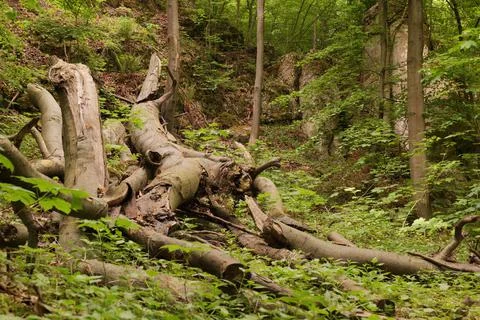 Fallen old trees Stock Photos