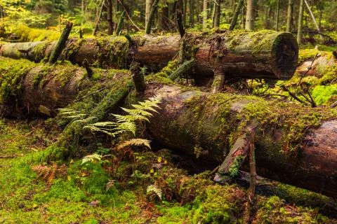 Fallen old trunks covered with moss Fotos de archivo