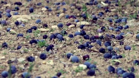 Fallen Olives In The Garden Stock Footage 82966462