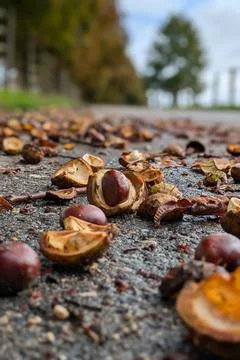 Fallen open chestnuts and dry leaves on the road. trees as background, autumn Fotos Stock